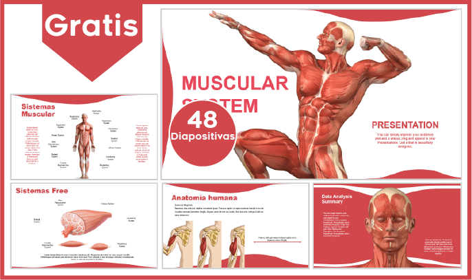 plantillas power point del sistema muscular para descargar gratis.